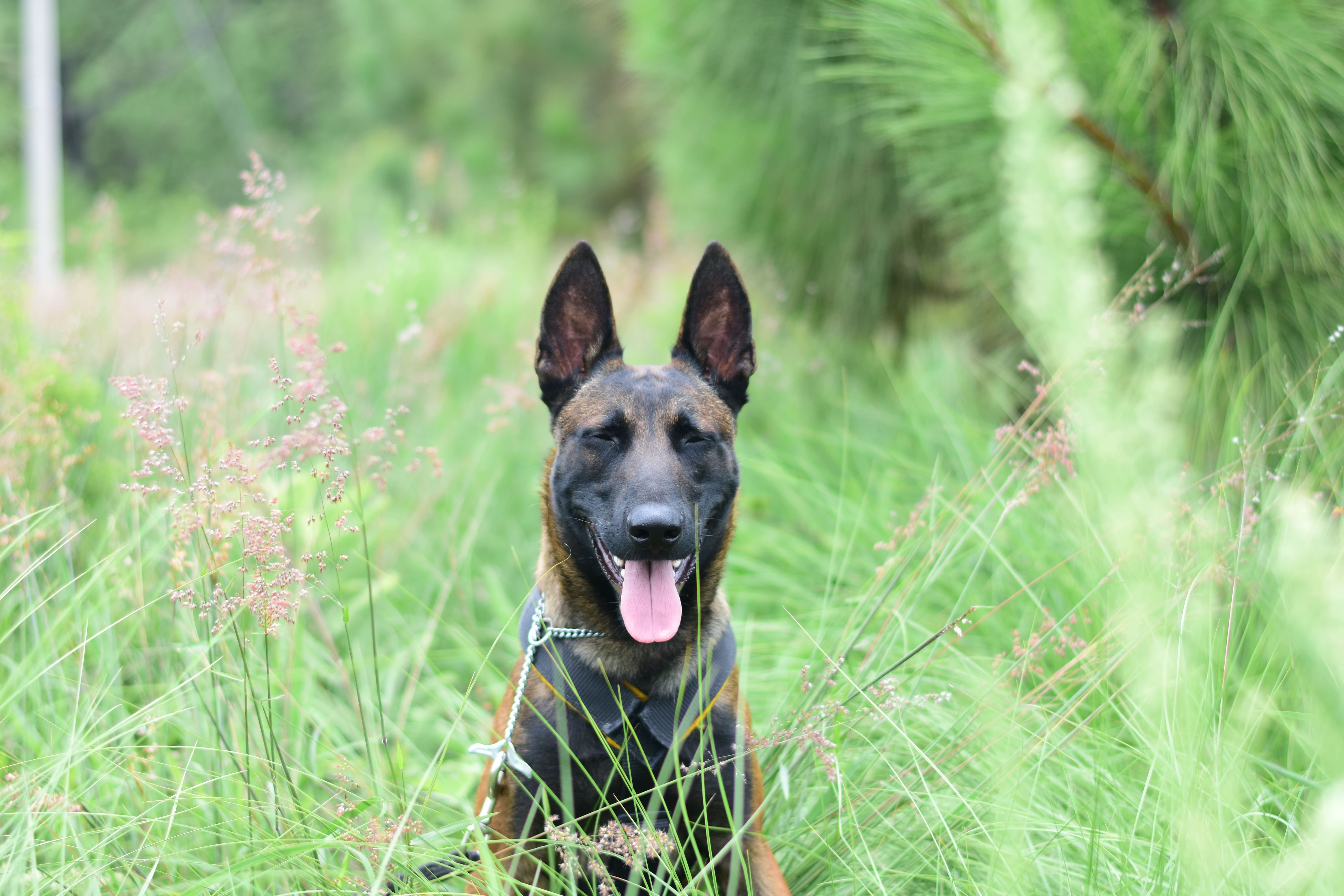 Más que adiestramiento